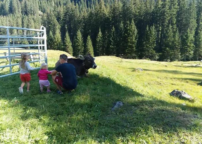 Stier Sankt Anton am Arlberg