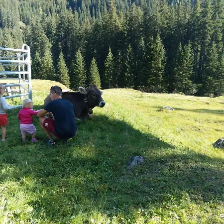 Stier Sankt Anton am Arlberg